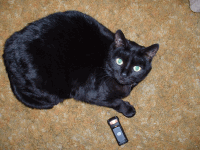Sheba thumbnail - links to Sheba.png, 800x600, 934 KB