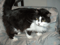 Sylvester thumbnail - links to Sylvester.png, 800x600, 842 KB